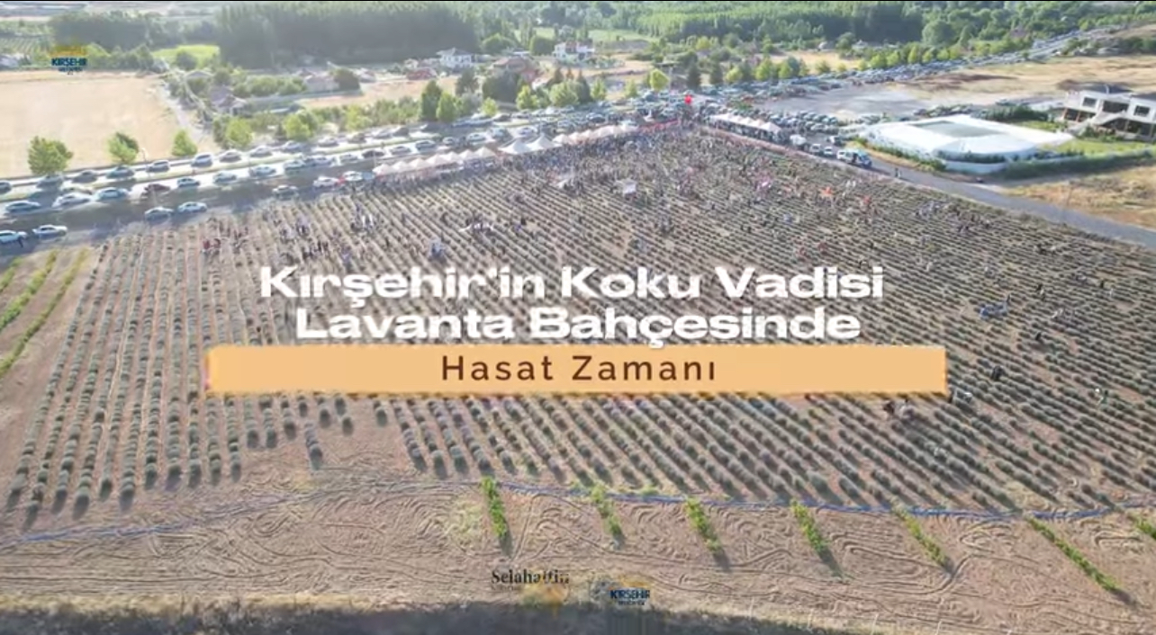 Kırşehir’in Koku Vadisi Lavanta Bahçesinde Hasat Zamanı